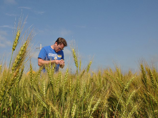 A total of 55 farmers, grain traders, millers and academics will fan out across North Dakota on Tuesday to gather data from more than 500 spring wheat fields on the crop&#039;s yield and production potential. (DTN file photo by Katie Micik)